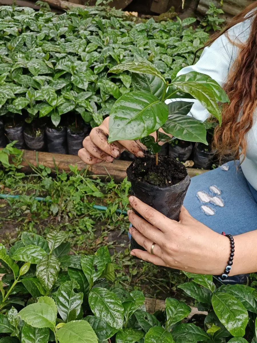 MataDeCafeVivero café, coffee, mata de café, coffee plant,