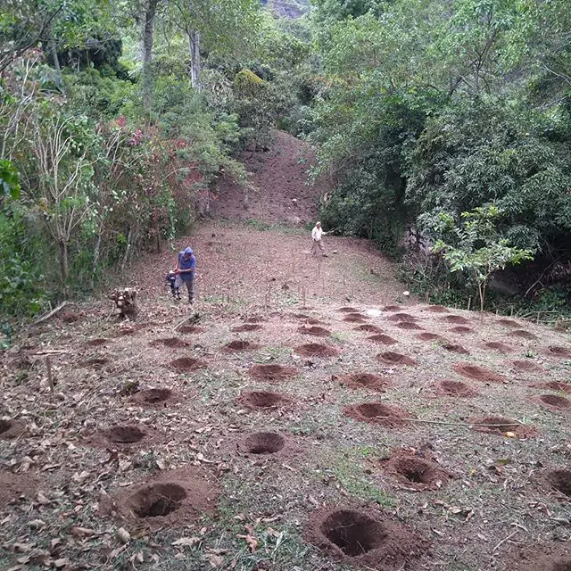 serviciosAgro coffee, café, servicios agropecuarios